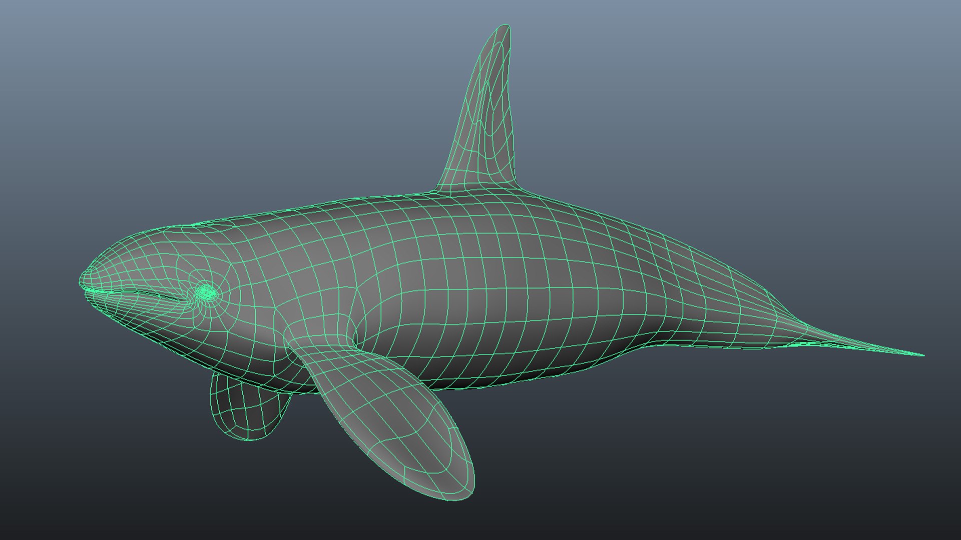 3D model Killer whale https://p.turbosquid.com/ts-thumb/J3/wmCIgG/u6/wire/jpg/1634296763/1920x1080/fit_q87/fff901e5f967f4d2a10316db694742e1a602f694/wire.jpg