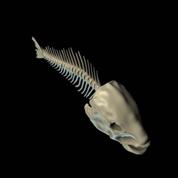 fish bone 3d model