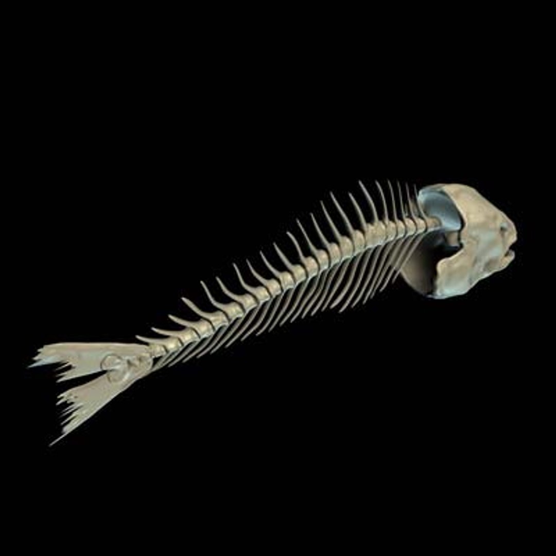 Fish Bone 3d Model