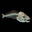 fish bone 3d model