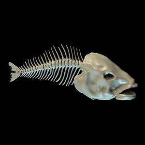 Fishbone