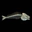 fish bone 3d model