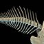 fish bone 3d model