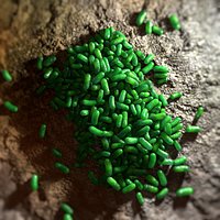 Microscopic Bacteria Layer Colony