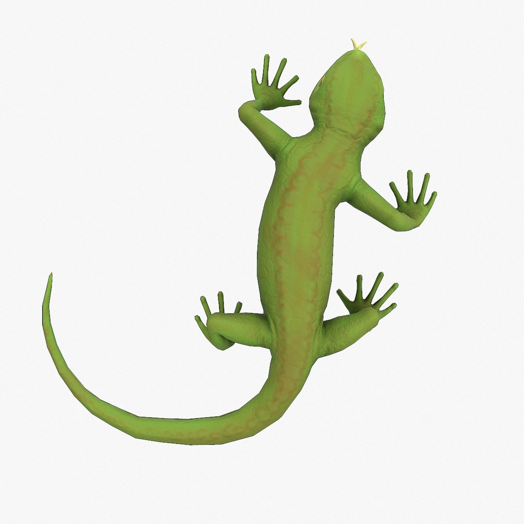 Lizard Rigging 3D Model - TurboSquid 1853588