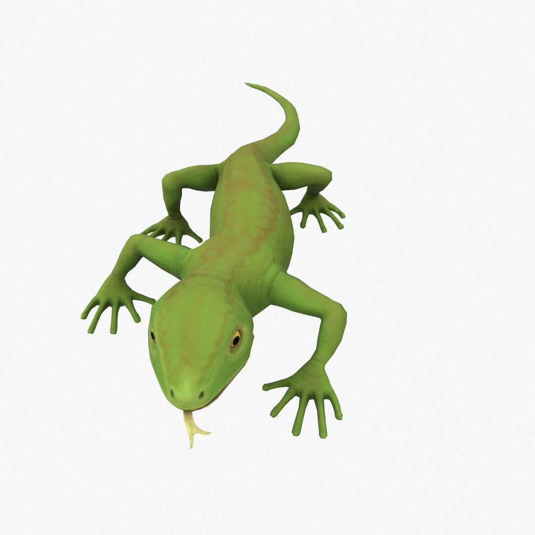 Lizard Rigging 3D Model - TurboSquid 1853588