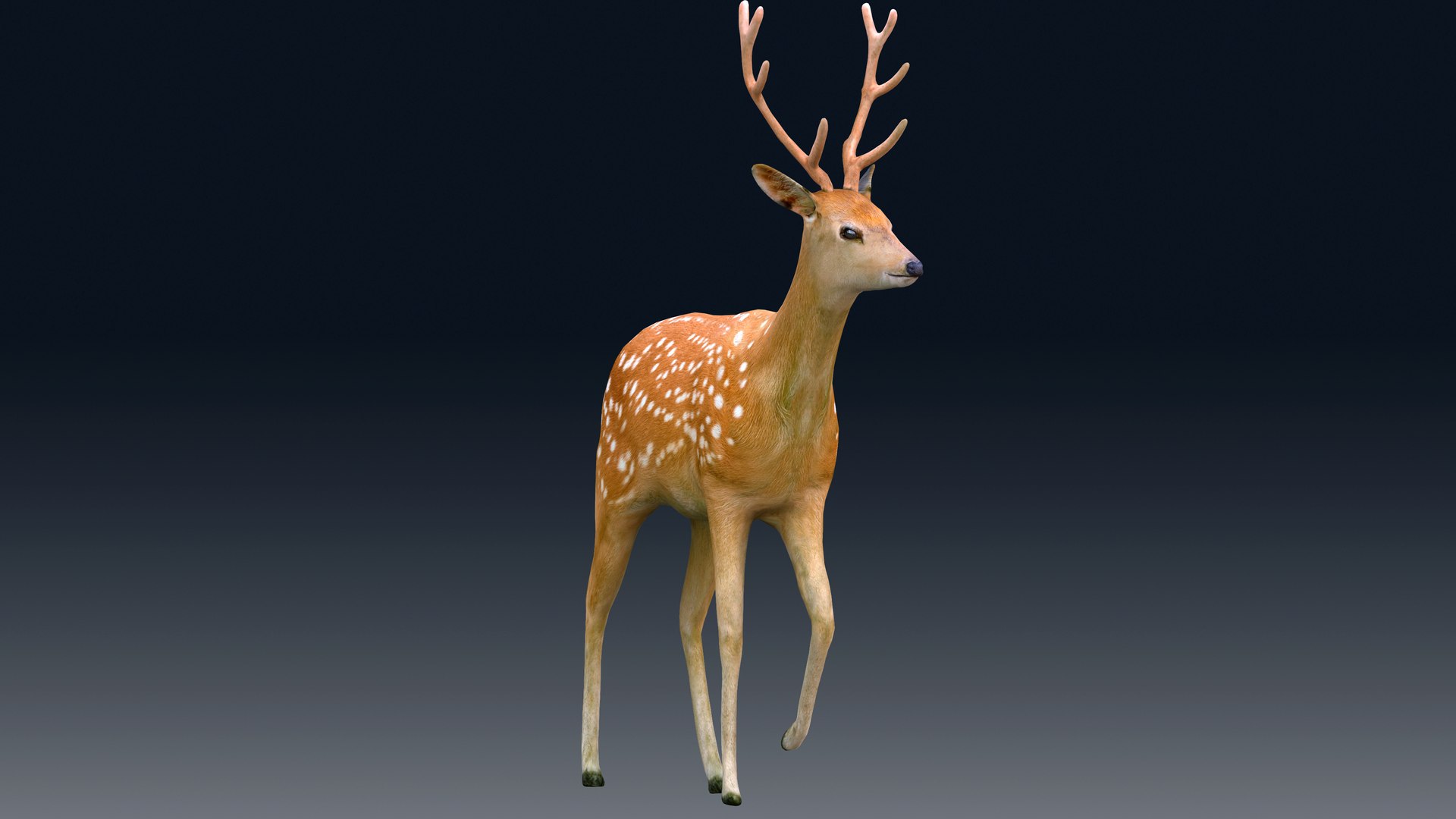 Deer Rigged 3D Model - TurboSquid 2025161