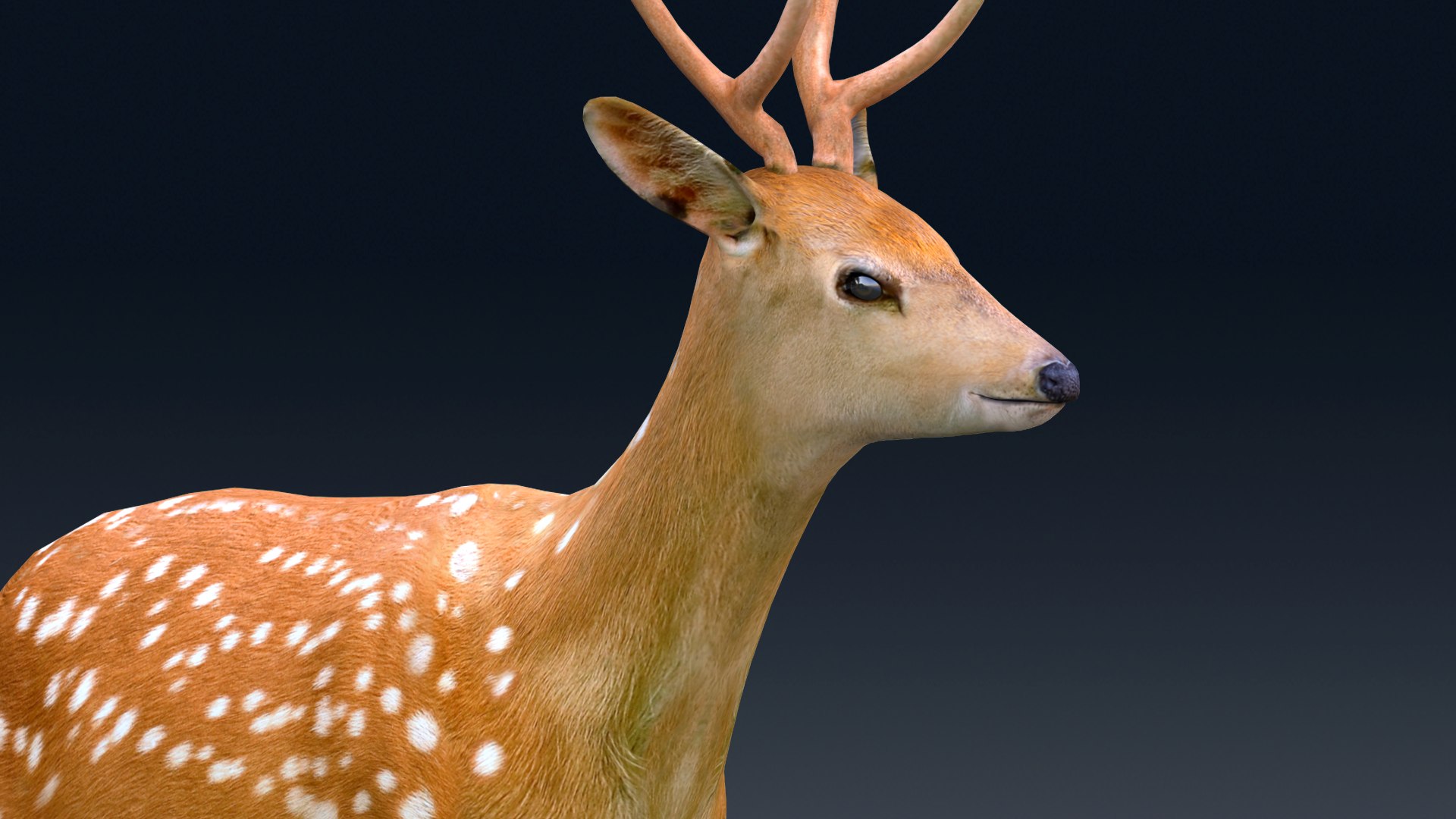 Deer Rigged 3D Model - TurboSquid 2025161