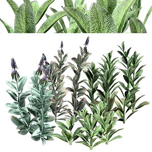 3D Bunny Ears plants