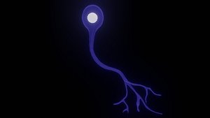 3D Unipolar neuron model