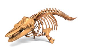 Juvenile Male Orca Skeleton Detailed Killer Whale Anatomical Asset