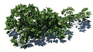 Small plant