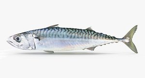 3d model mackerel