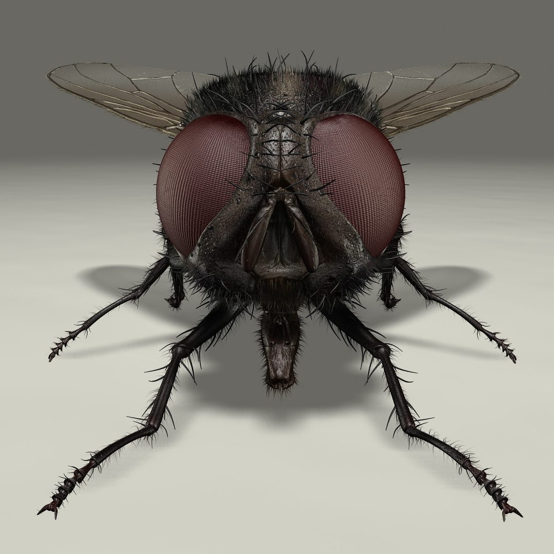 maya housefly animation