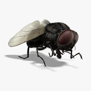 Housefly (ANIMATED) (FUR)