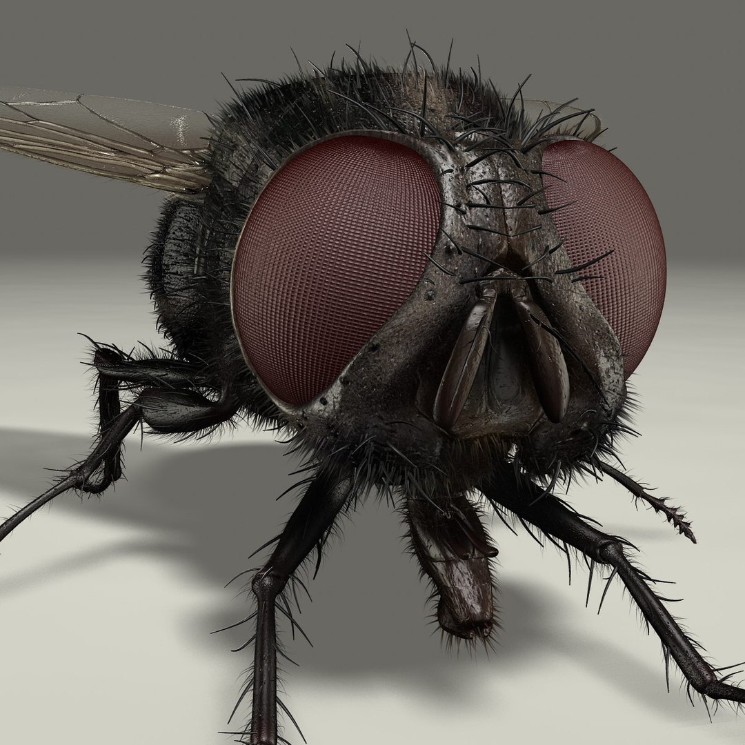 maya housefly animation