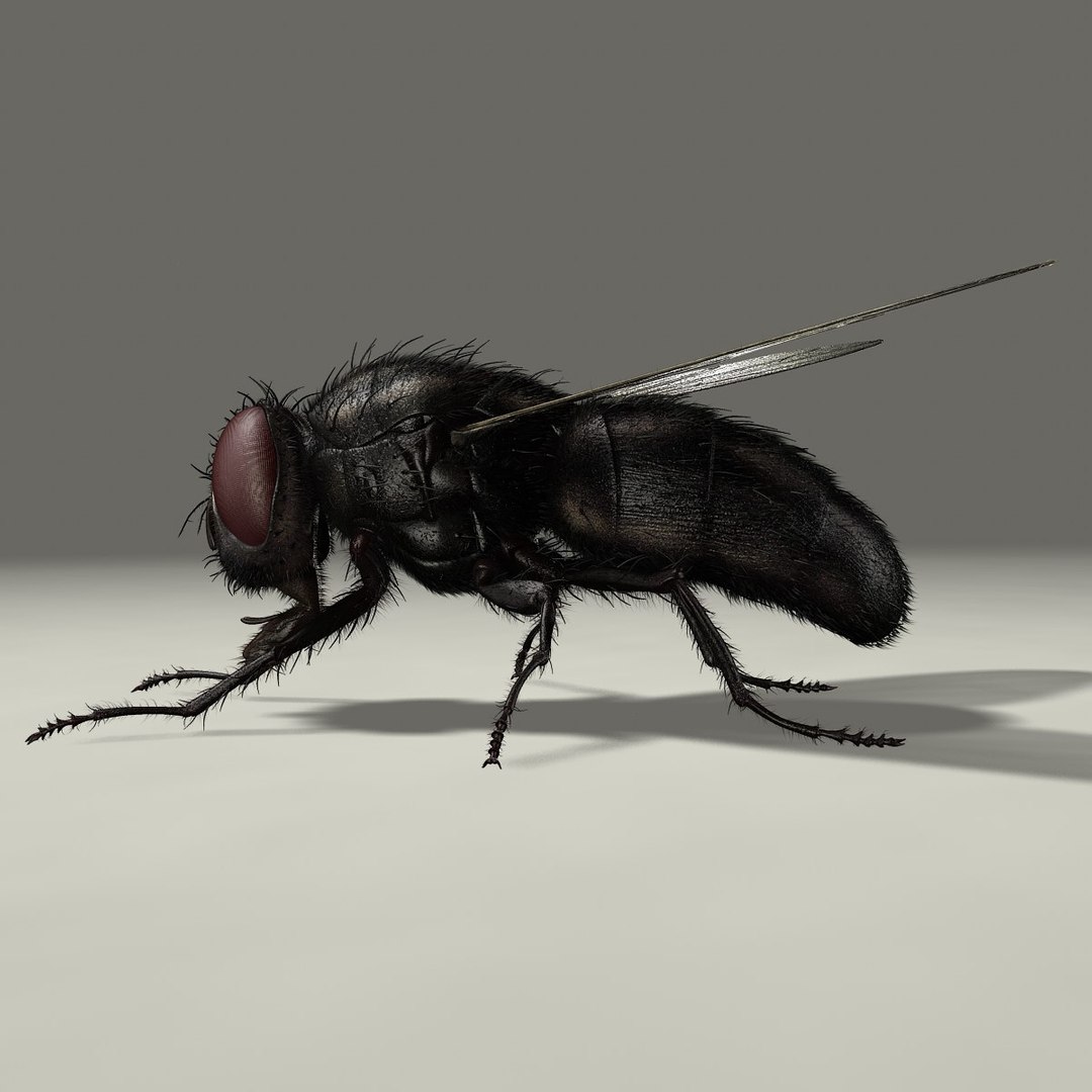 maya housefly animation