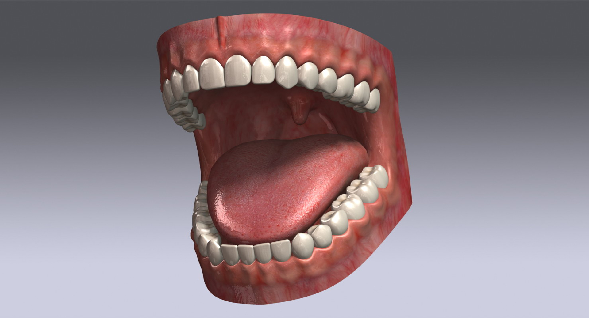 3ds Human Teeth 2