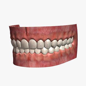 3ds human teeth 2