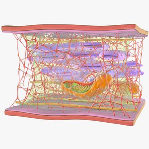3D cytoskeleton cell