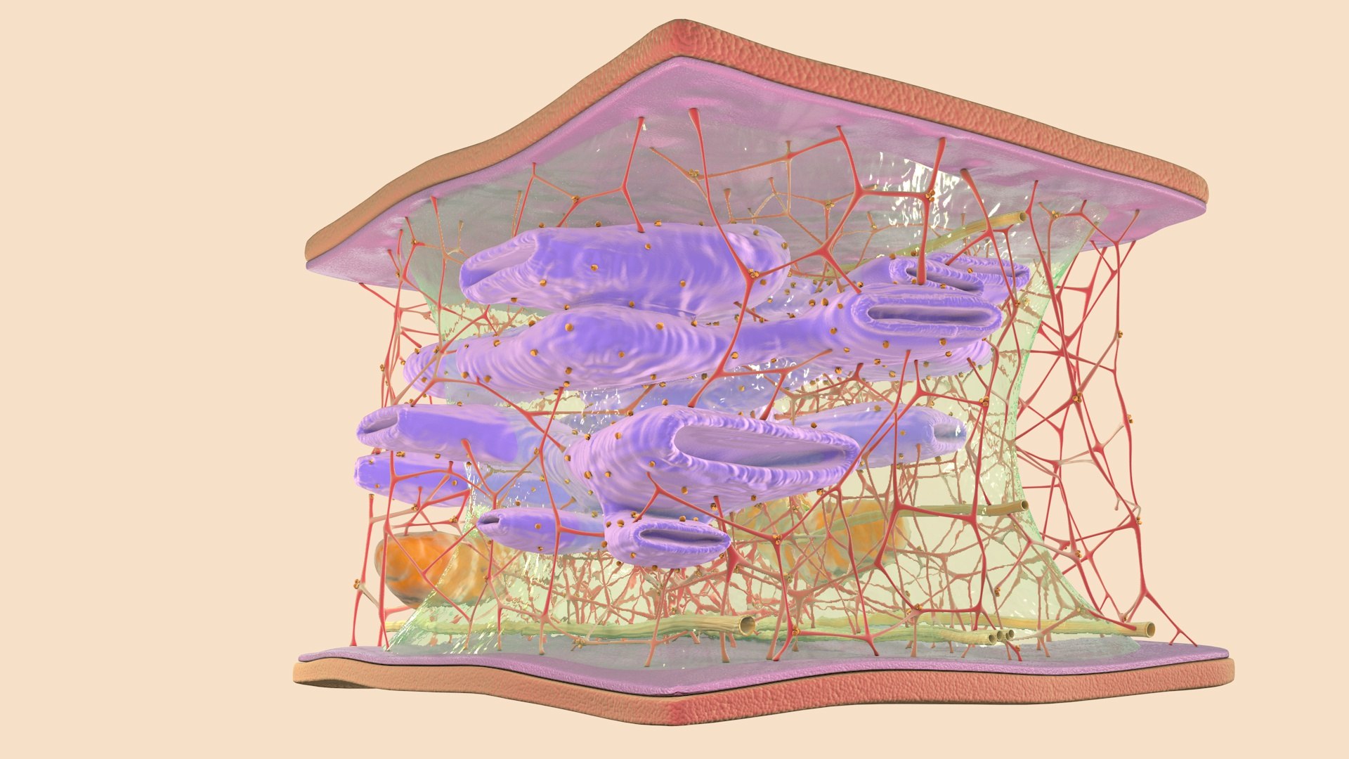 3D cytoskeleton cell - TurboSquid 1624164