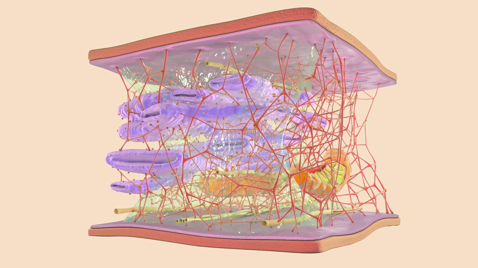 3D cytoskeleton cell - TurboSquid 1624164