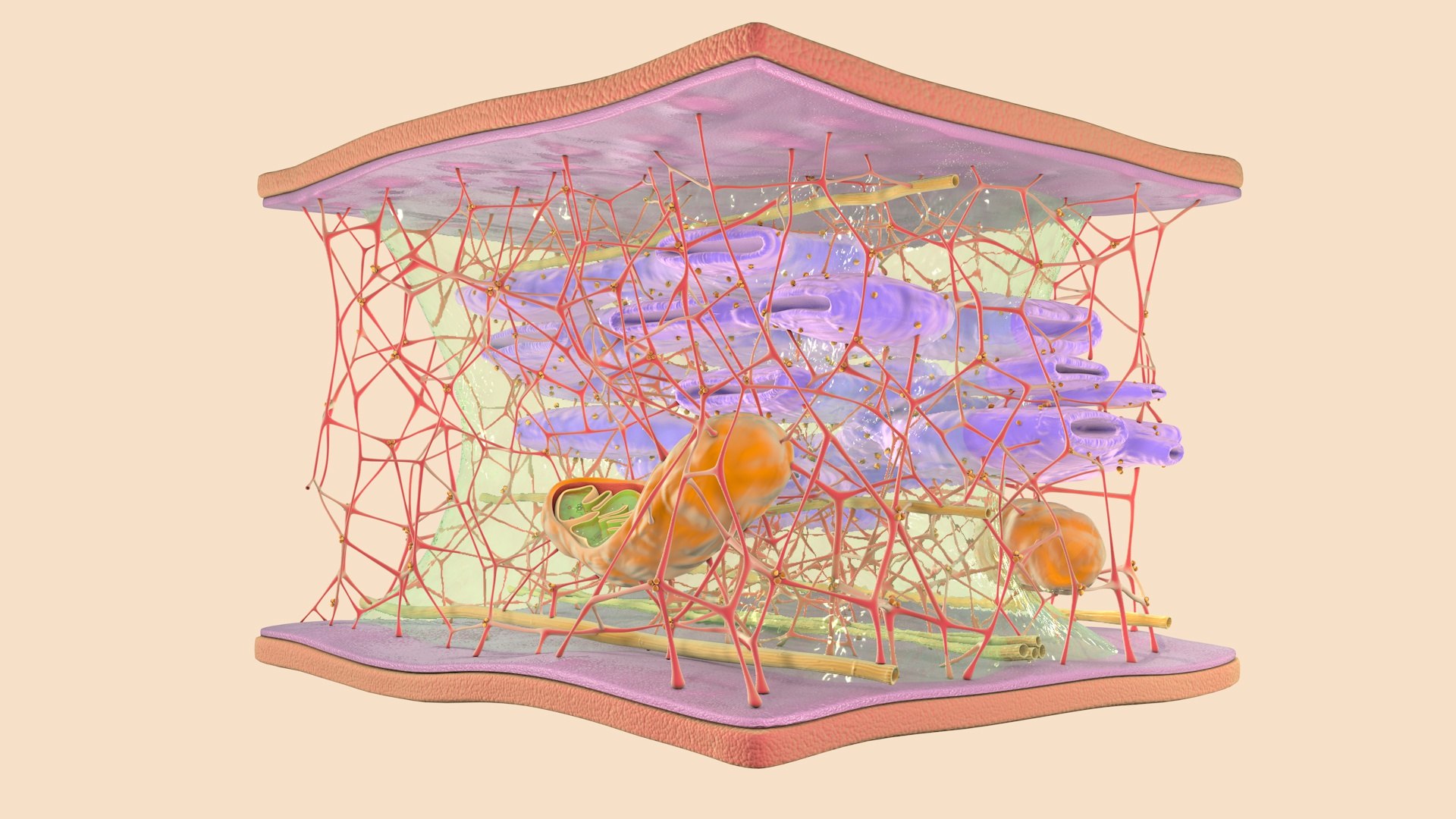 3D cytoskeleton cell - TurboSquid 1624164