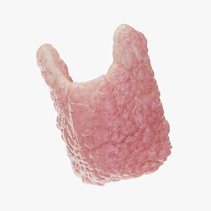Human Thyroid 3D model