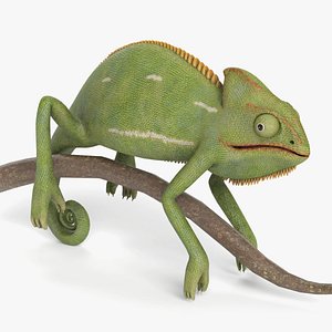 Chameleon