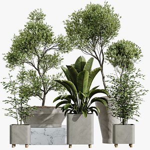 AV Indoor Plants Set 420 Alnus Glutinosa Alder and Arbequina Olive and Banana Strelitzia Nicolai 3D model