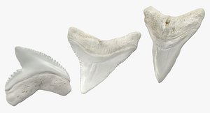 Shark Teeth Collection