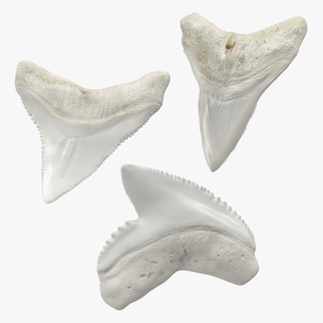 Shark Teeth Collection 3D model preview