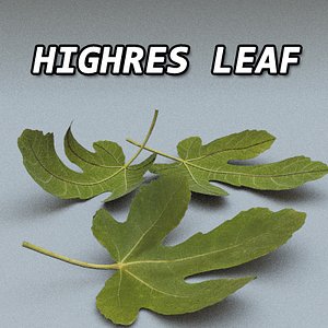 Leaf High Resolution