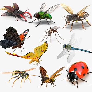 Bundle Diptera 3D Models For Download | TurboSquid