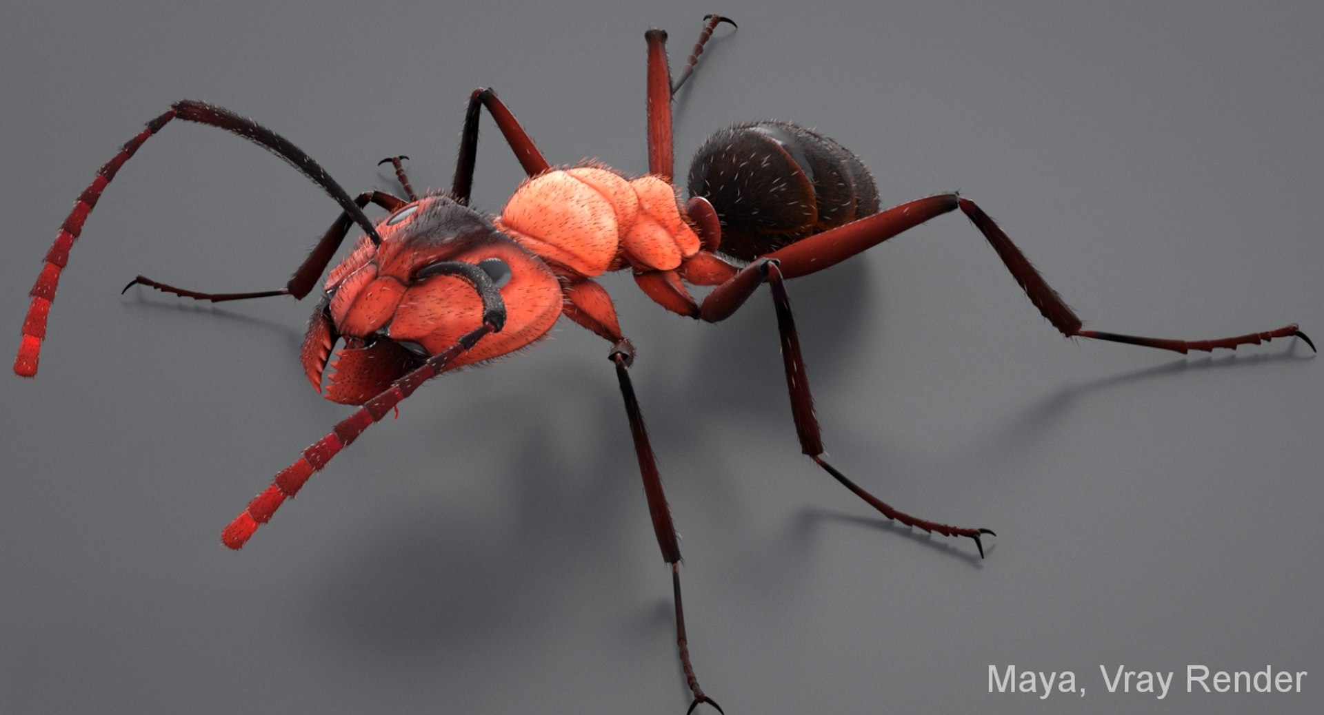 3D realistic ant real - TurboSquid 1339956
