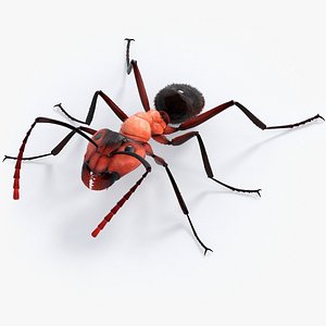 3D realistic ant real