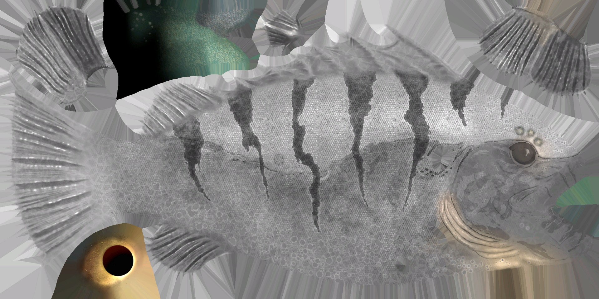 Cod Fish 3D Model - TurboSquid 2369842