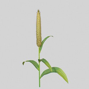 Pennisetum glaucum