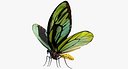 Queen Alexandras Birdwing Butterfly 3D Model