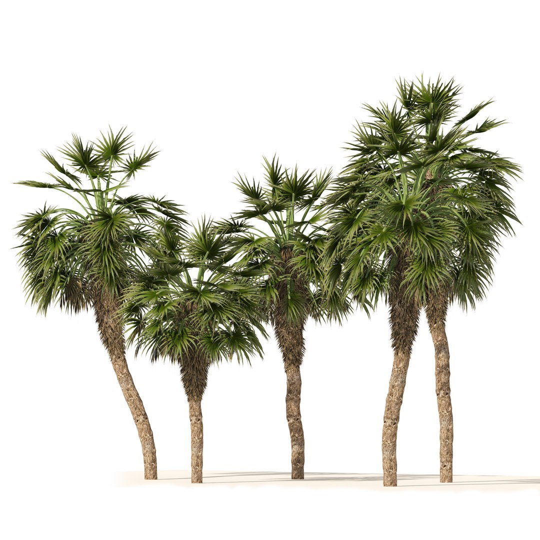 5 Chinese fan palms 3D model https://p.turbosquid.com/ts-thumb/J6/TrWU8o/A9/01pp/jpg/1670798082/1920x1080/fit_q87/49c77cbafdffdc82c85a0fedc8fe32bd7302ec5f/01pp.jpg