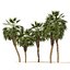 5 Chinese fan palms