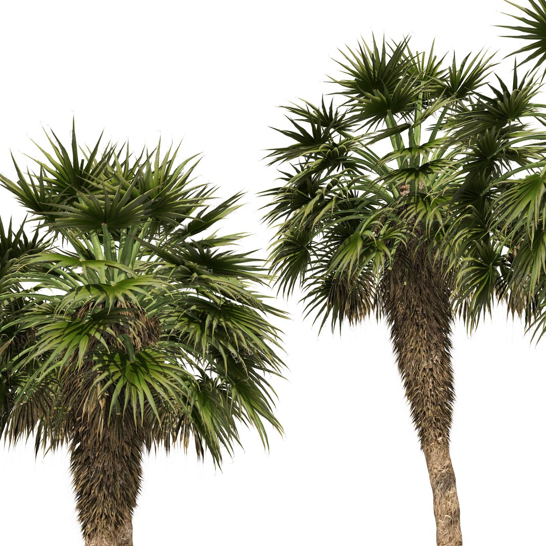 5 Chinese fan palms 3D model https://p.turbosquid.com/ts-thumb/J6/TrWU8o/VP/03pp/jpg/1670798085/1920x1080/fit_q87/72ece12253b1dbb83cb8e39ba6fc7059d91554f1/03pp.jpg