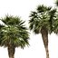 5 Chinese fan palms