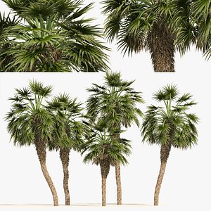 5 Chinese fan palms 3D model