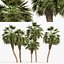 5 Chinese fan palms