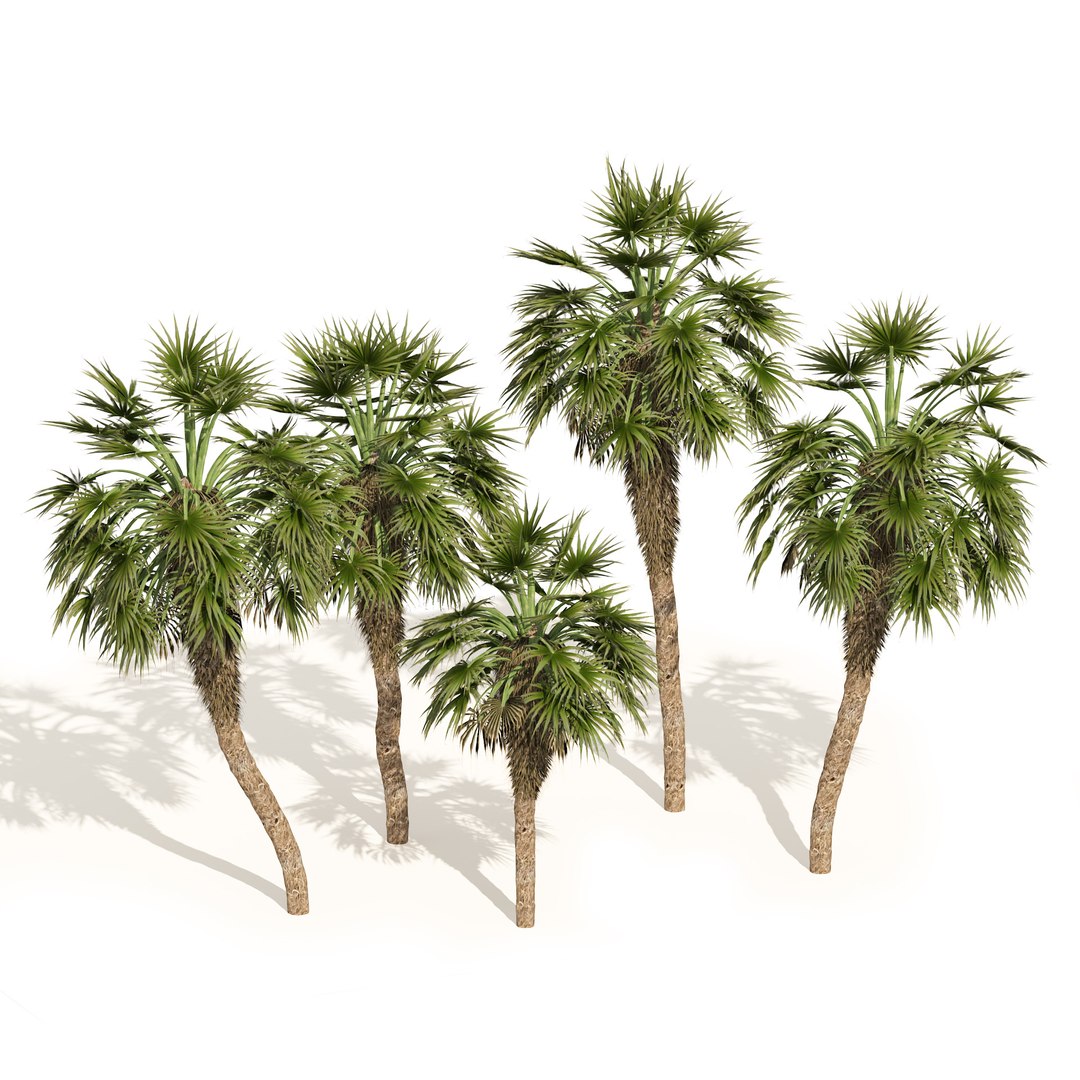 5 Chinese fan palms 3D model https://p.turbosquid.com/ts-thumb/J6/TrWU8o/fQ/06pp/jpg/1670798087/1920x1080/fit_q87/a1ea2c39621f849eddbfdff0ad2a349bdc5634aa/06pp.jpg