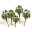 5 Chinese fan palms