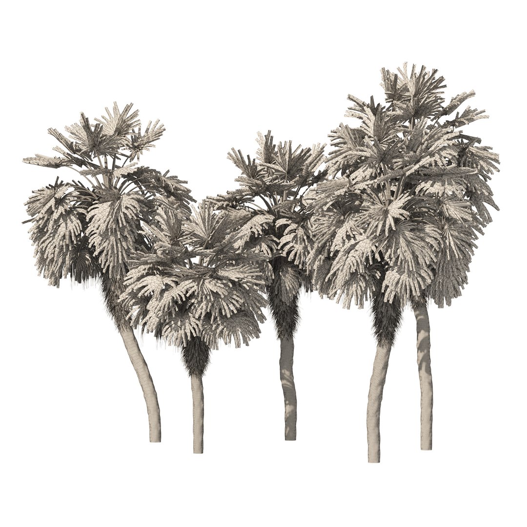 5 Chinese fan palms 3D model https://p.turbosquid.com/ts-thumb/J6/TrWU8o/iw/wire/jpg/1670798090/1920x1080/fit_q87/416baf846f0cb05698d333d3bf953512f95418ec/wire.jpg