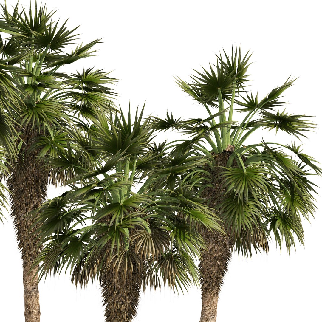 5 Chinese fan palms 3D model https://p.turbosquid.com/ts-thumb/J6/TrWU8o/k1/02pp/jpg/1670798090/1920x1080/fit_q87/54454972010026137f709ad6dc36102cb641334d/02pp.jpg