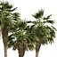 5 Chinese fan palms
